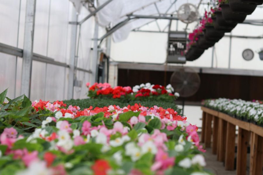HCP+Greenhouse.+Close-up+of+the+impatiens.+